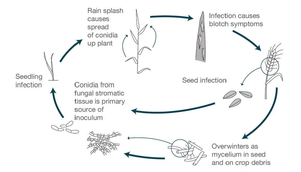 Rhynchosporium life cycle (cereal disease)